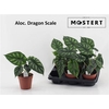 Alocasia Dragon Scale