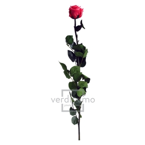 Roos op steel Standard 55cm D.roze