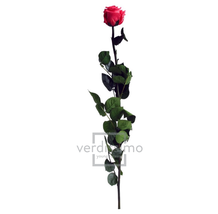 Roos op steel Standard 55cm D.roze