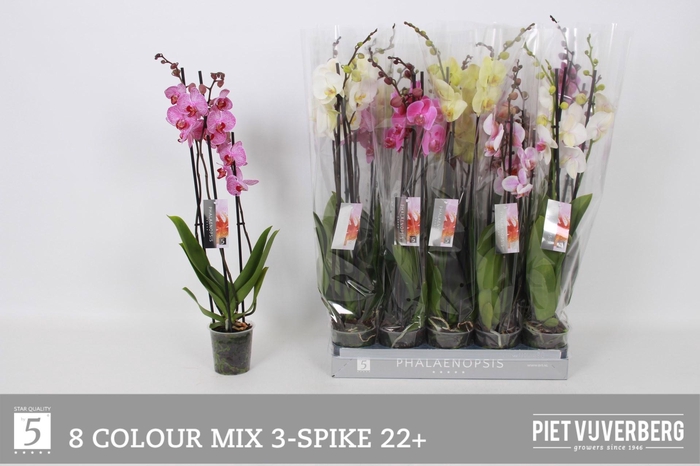 <h4>PHAL GEM 8 KL</h4>