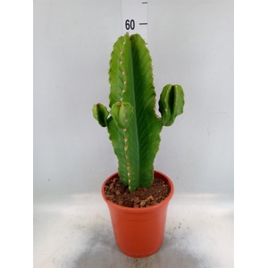 Euphorbia ingens