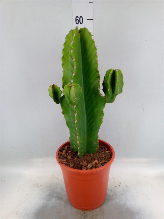 <h4>Euphorbia ingens</h4>