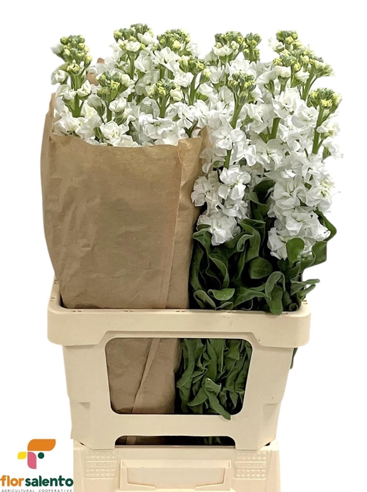 <h4>Matth Iron White</h4>