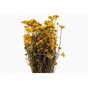Dried Lonas Yellow Bunch