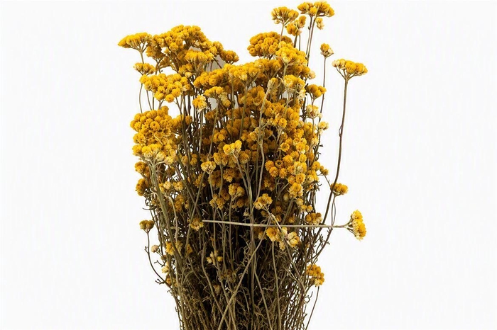 <h4>Dried Lonas Yellow Bunch</h4>
