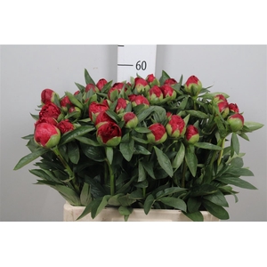 Paeo Red Red Rose