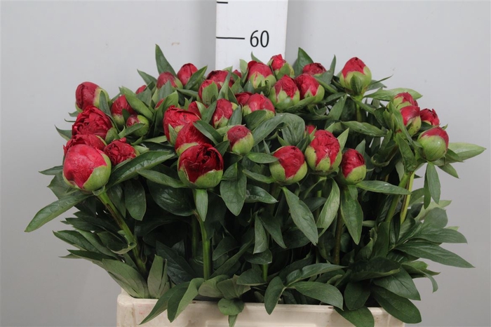 <h4>Paeo Red Red Rose</h4>