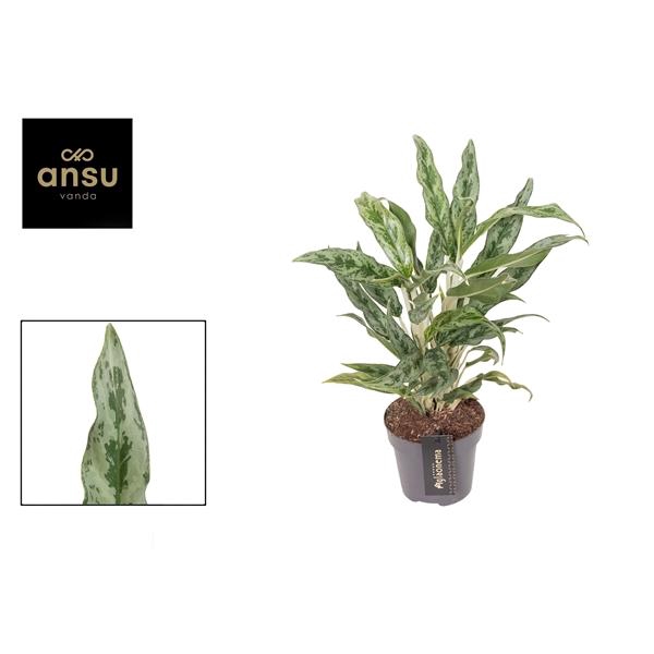 <h4>Aglaonema Greyhound</h4>