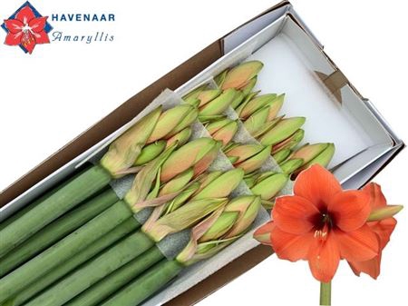 <h4>Hipp Ga Horizon</h4>