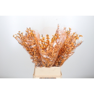 Ilex Golden Verboom