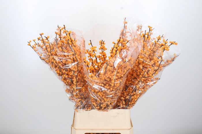 <h4>Ilex Golden Verboom</h4>