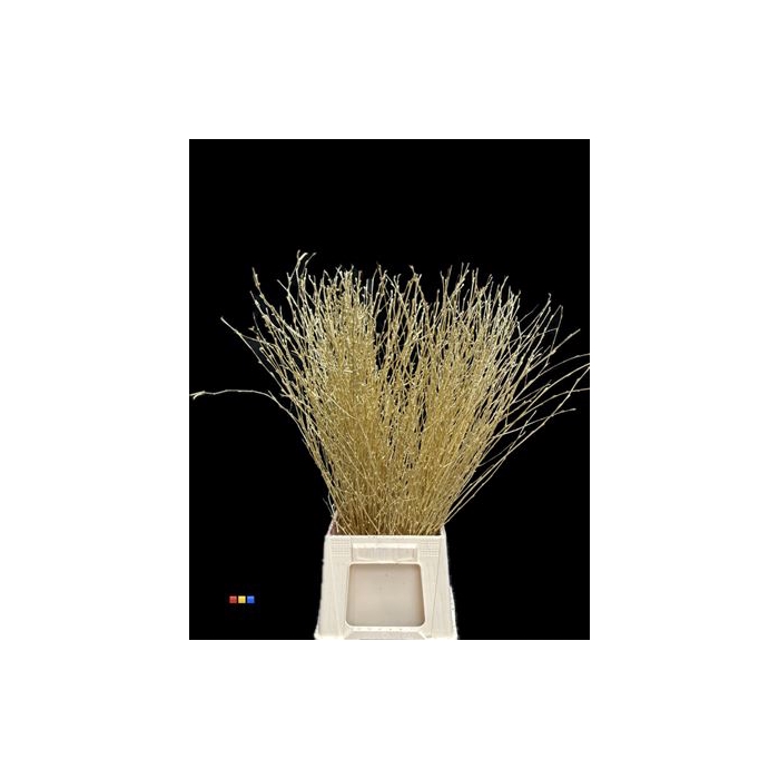 <h4>Betula / Berkentak Gold</h4>