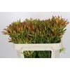 Leucadendron Ayoba Cherry Pearl Spray