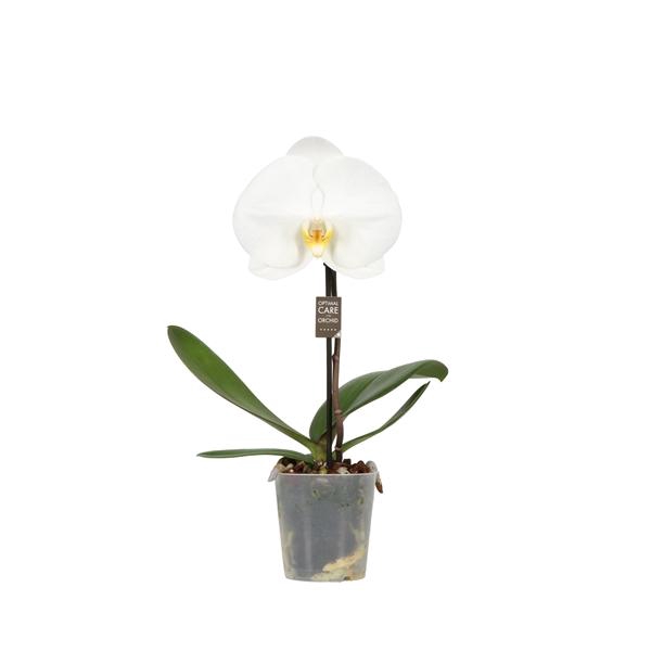 <h4>One P9 Tosha 1 spike</h4>