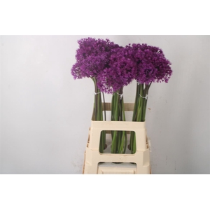 Allium Purple Sensation