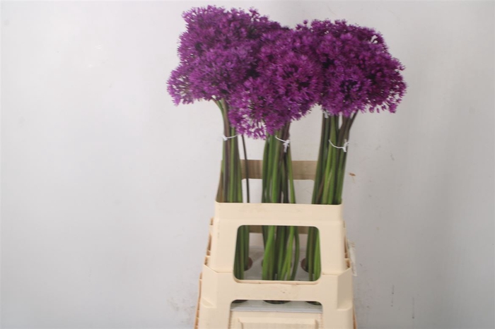 <h4>Allium Purple Sensation</h4>