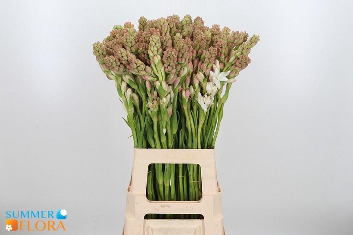 <h4>POLIANT TUBEROSA</h4>