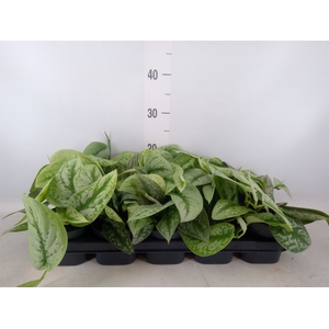 Scindapsus pictus 'Trebie'