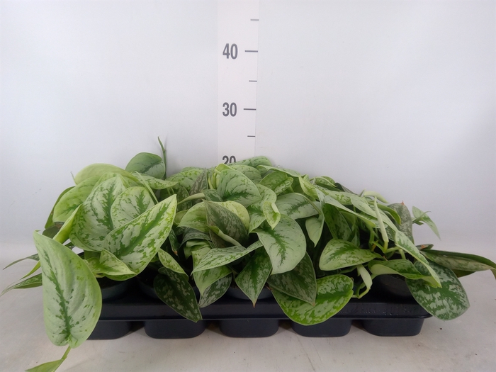 <h4>Scindapsus pictus 'Trebie'</h4>