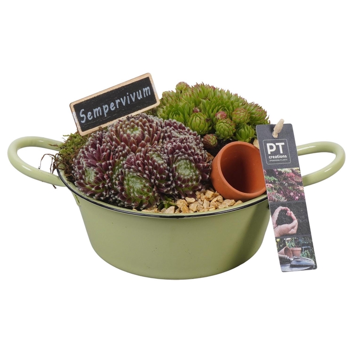 <h4>PTS7328 Arrangement Sempervivum in metalen schaal</h4>
