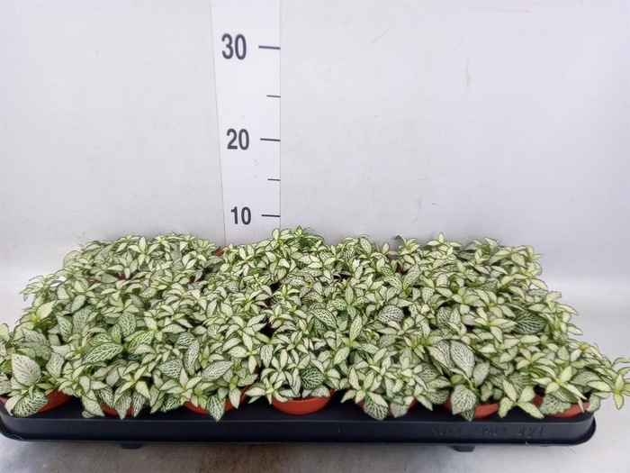 <h4>Fittonia  'Mosaic White Forest Fla'</h4>