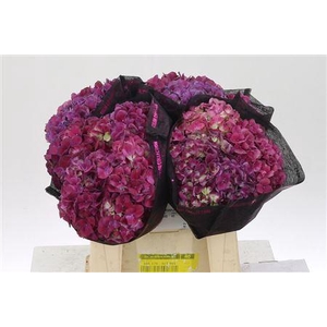 Hydr M Mag Trophy Purple