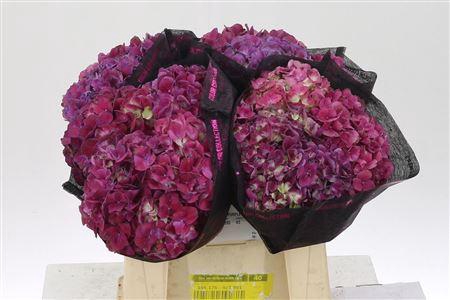 <h4>Hydr M Mag Trophy Purple</h4>