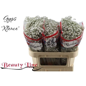 GYPS PA XLENCE 30 Grams