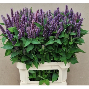 AGASTACHE OV