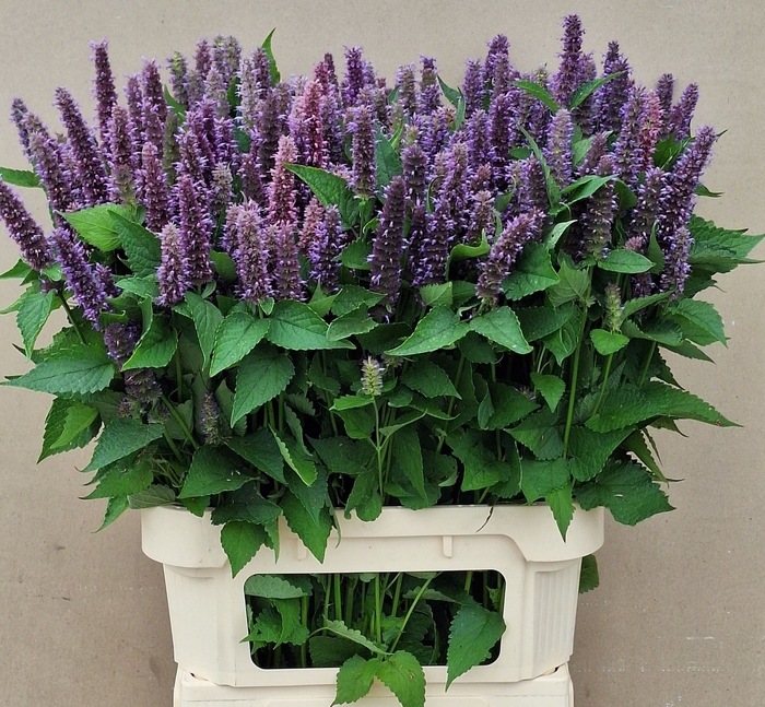 <h4>AGASTACHE OV</h4>