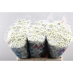 Chr San Mad Lindi Wh