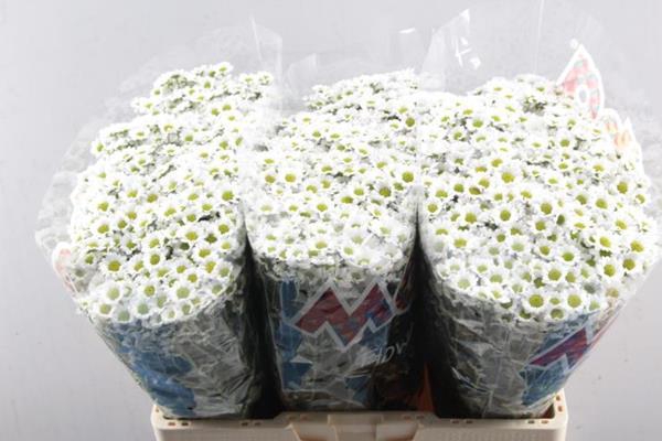 <h4>Chr San Mad Lindi Wh</h4>