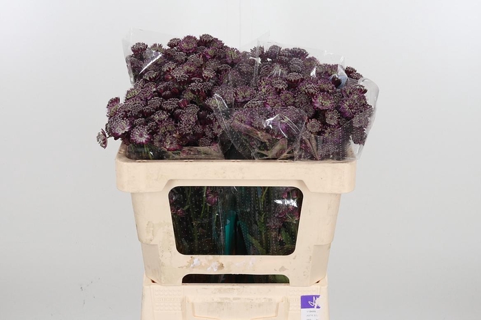 <h4>Astr Star Of Love</h4>