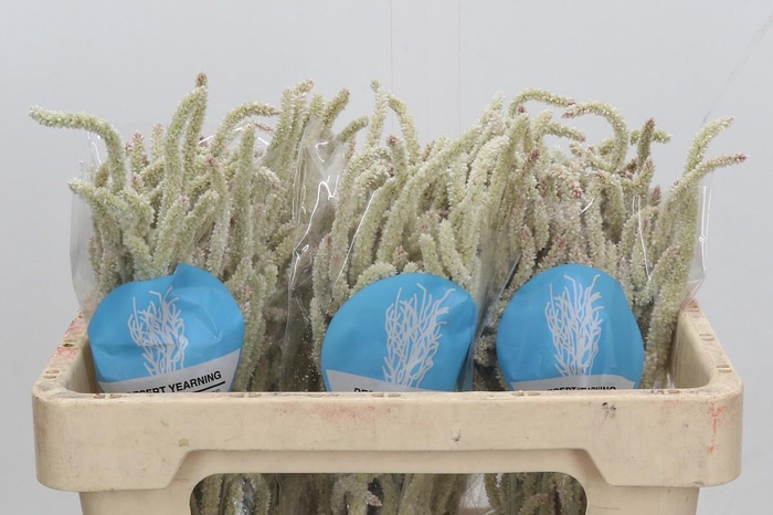 <h4>Amaranthus Yearming Desert</h4>