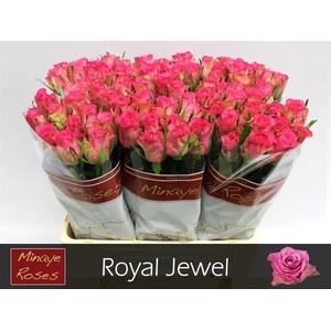 R Gr Royal Jewel Minaye