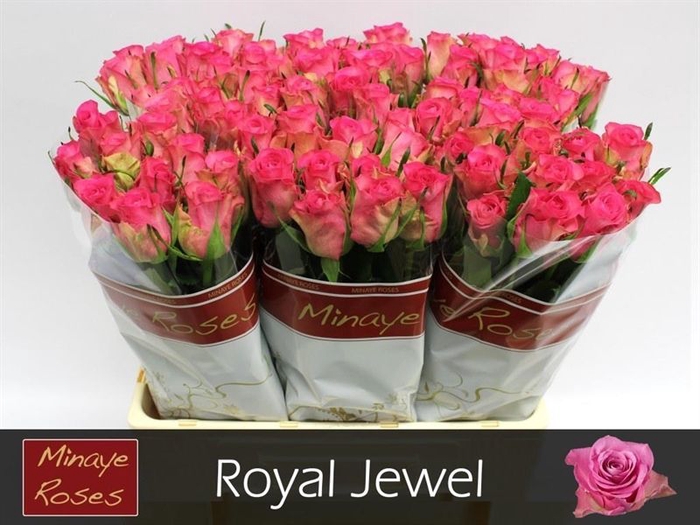 <h4>R Gr Royal Jewel Minaye</h4>