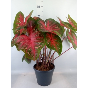 Caladium   ...