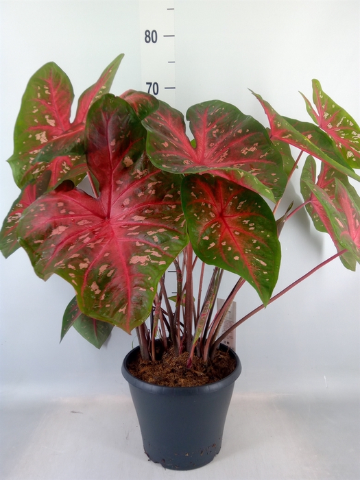 <h4>Caladium   ...</h4>