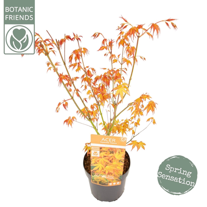 Acer palmatum Katsura