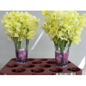 Lathyrus Geel