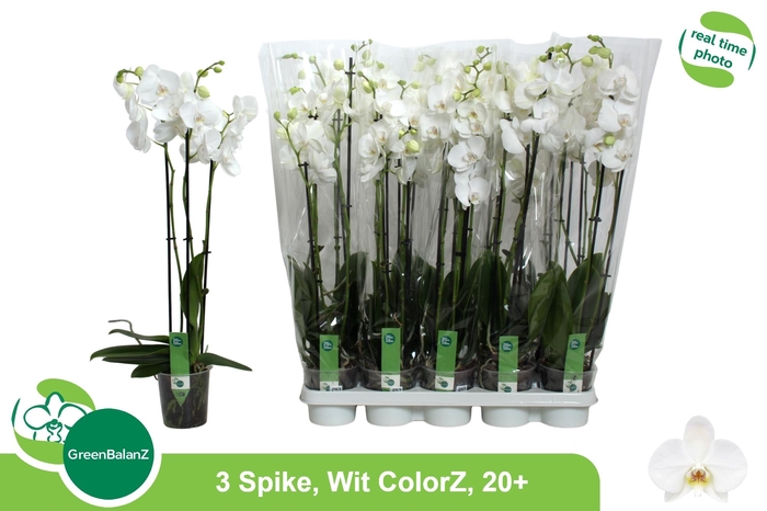 <h4>PHAL OV WIT</h4>