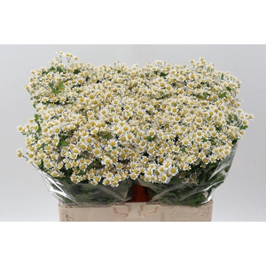 Tana Pa Single Vegmo