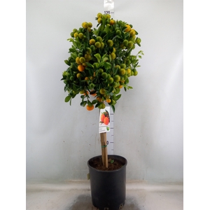 Citrus   ...