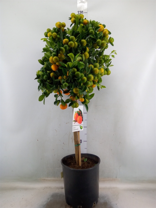 <h4>Citrus   ...</h4>