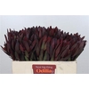 Leucadendron Saf Sunset Dark R.