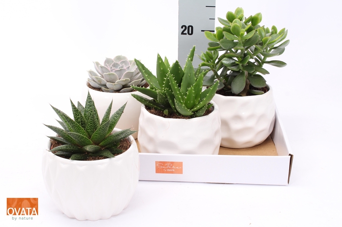 <h4>SUCC GEM 4 SRT</h4>