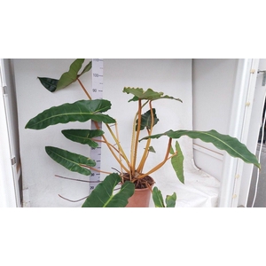 Philodendron Billietiae