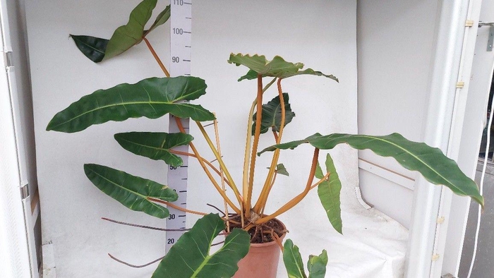 <h4>Philodendron Billietiae</h4>