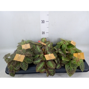 Episcia   ...