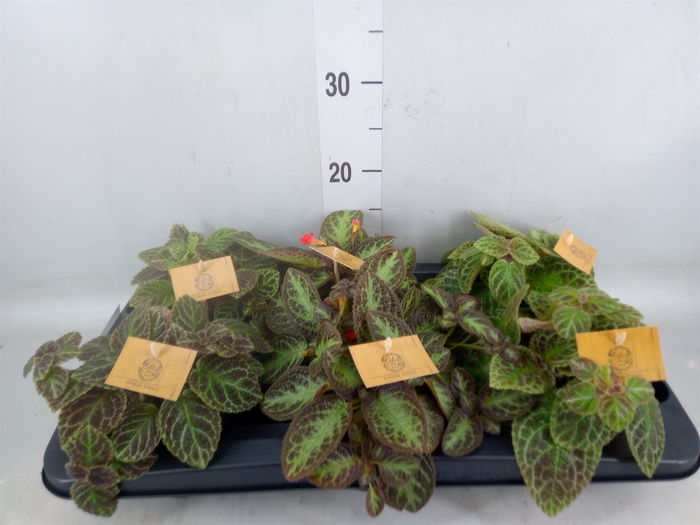 <h4>Episcia   ...</h4>